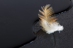 feather-406761_1280